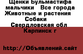 Щенки Бульмастифа мальчики - Все города Животные и растения » Собаки   . Свердловская обл.,Карпинск г.